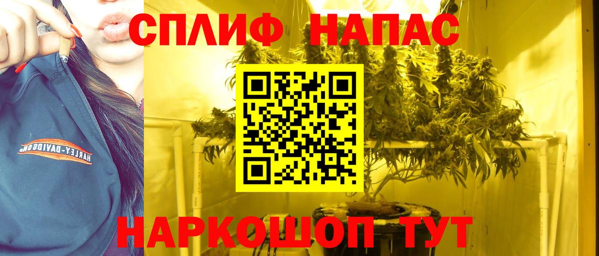 Бошки Шишки семена Каспийск
